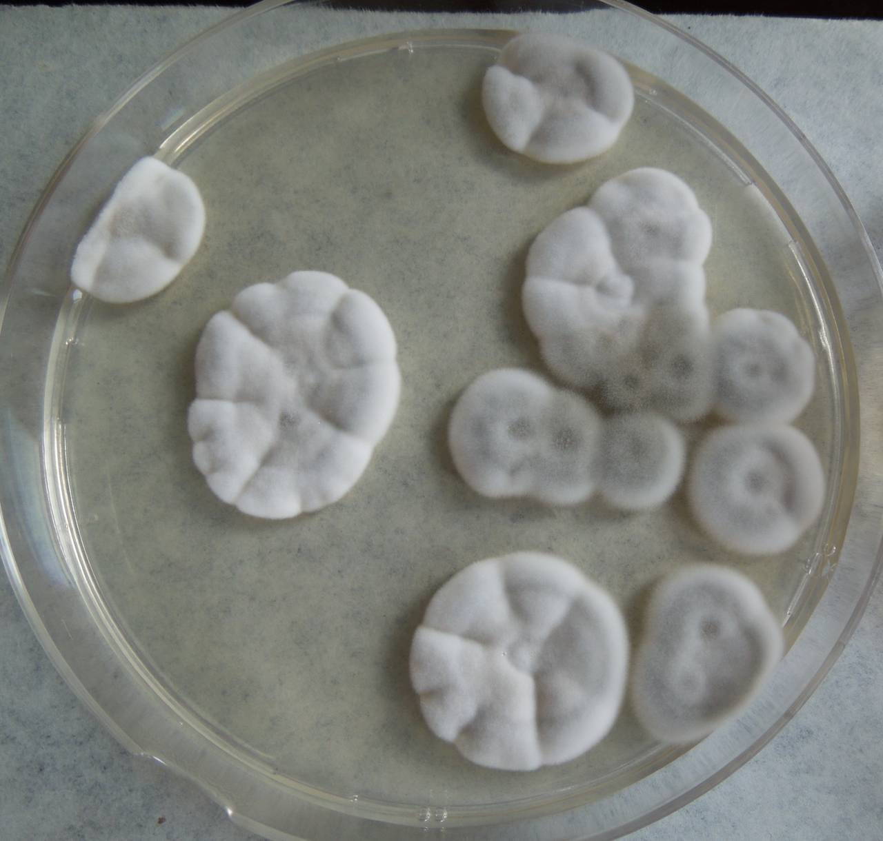 MSU_FS-03277_01, Район Манг Занг (Mang Yang districts), Gia Lai province (Vietnam)