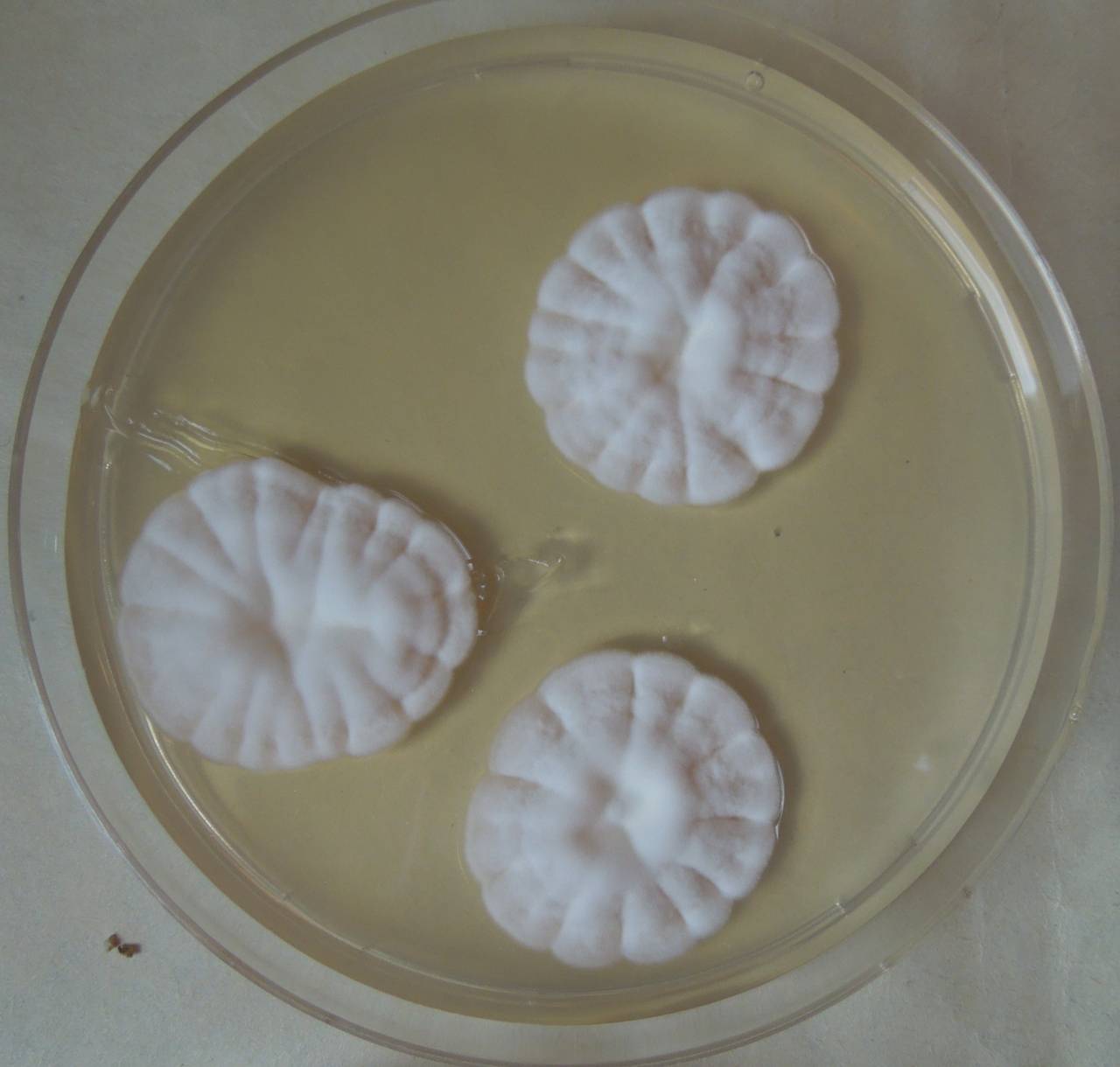 MSU_FS-03278_01, Район К Банг (K'Bang districts), Gia Lai province (Vietnam)