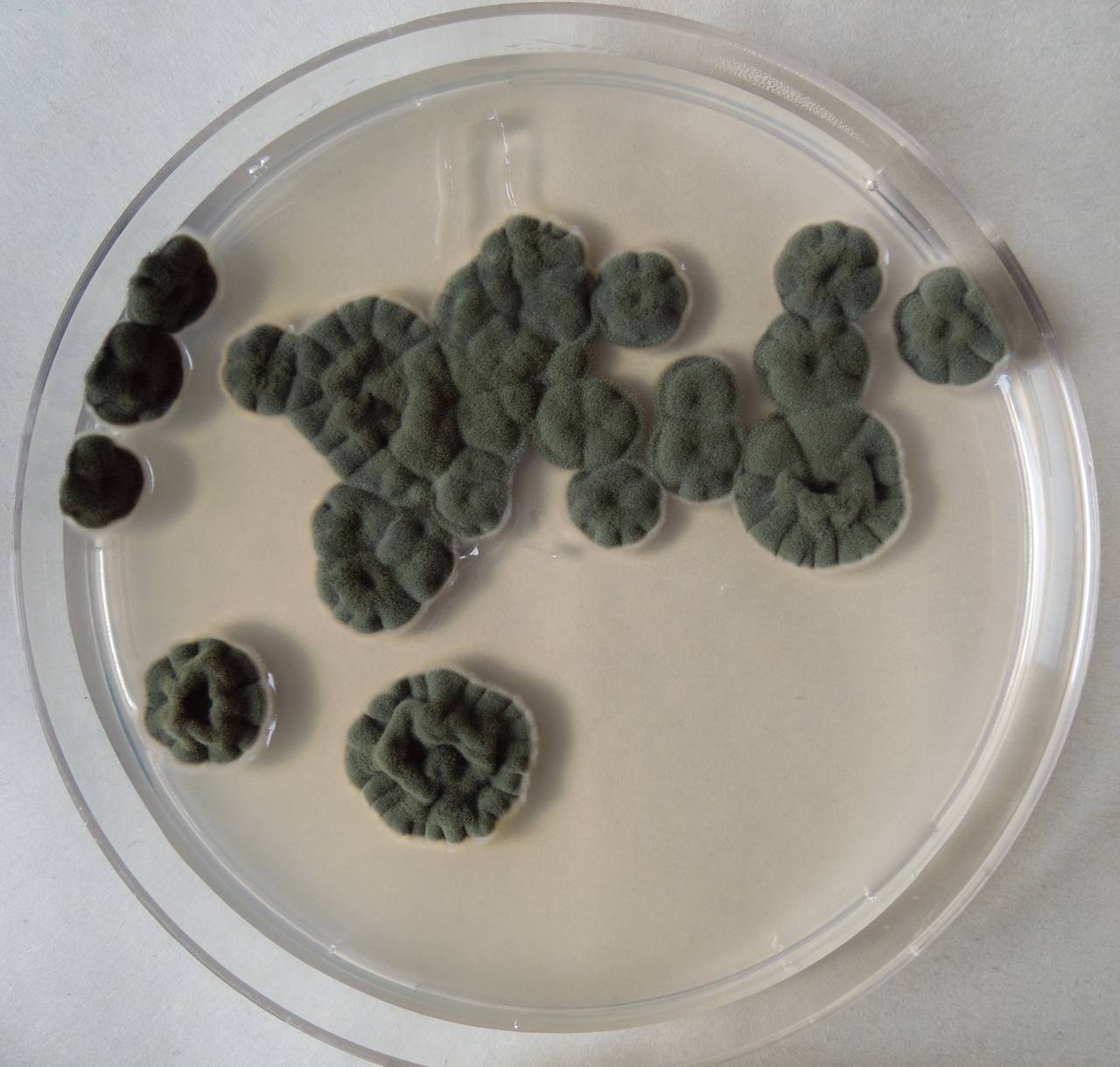 MSU_FS-03281_01, Район К Банг (K'Bang districts), Gia Lai province (Vietnam)