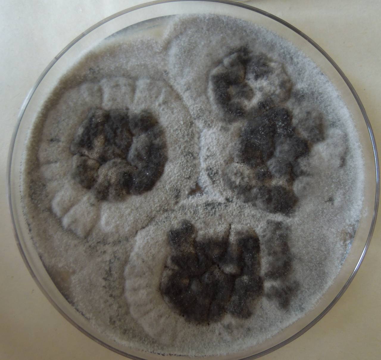 MSU_FS-03282_01, Район К Банг (K'Bang districts), Gia Lai province (Vietnam)