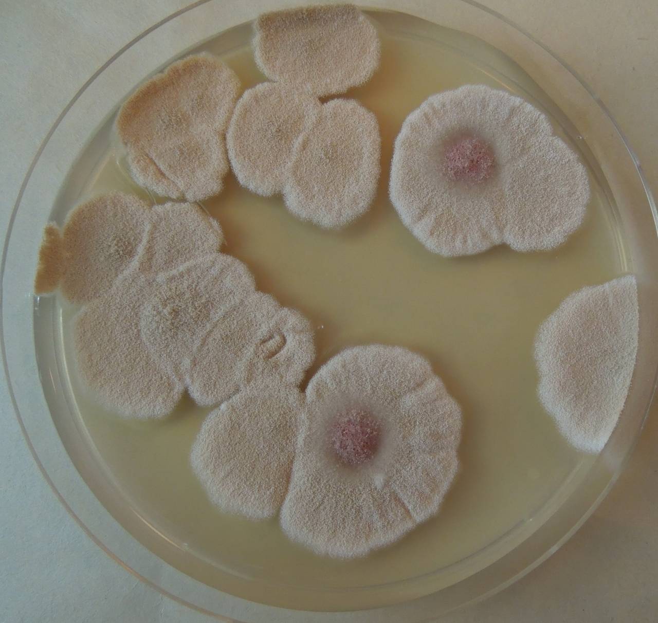 MSU_FS-03285_01, Район К Банг (K'Bang districts), Gia Lai province (Vietnam)