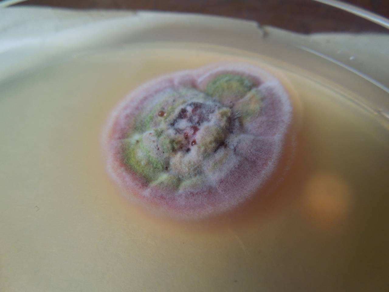 MSU_FS-03288_01, Район К Банг (K'Bang districts), Gia Lai province (Vietnam)