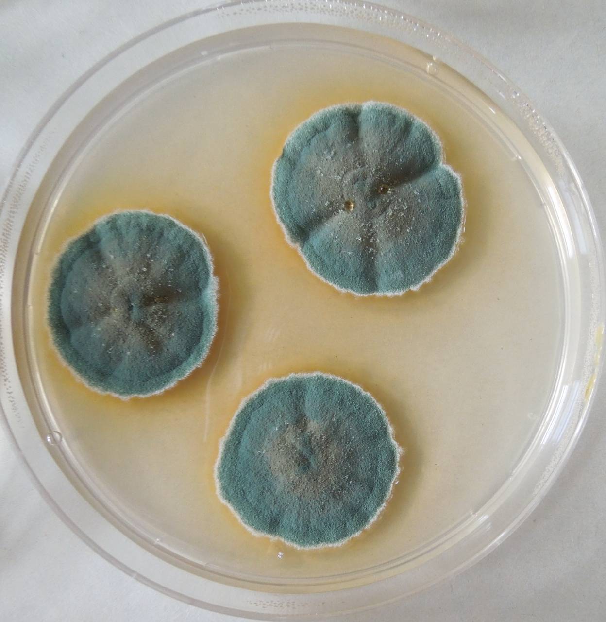 MSU_FS-03289_01, Район К Банг (K'Bang districts), Gia Lai province (Vietnam)