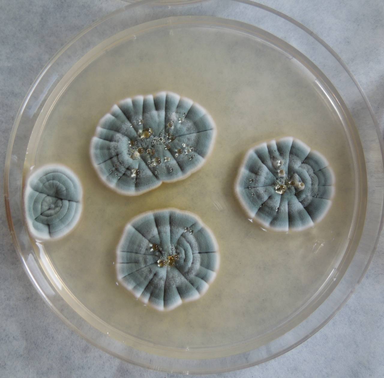 MSU_FS-03290_01, Район Манг Занг (Mang Yang districts), Gia Lai province (Vietnam)