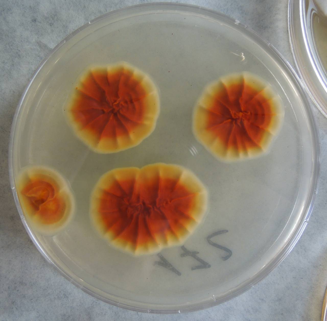 MSU_FS-03290_01, Район Манг Занг (Mang Yang districts), Gia Lai province (Vietnam)