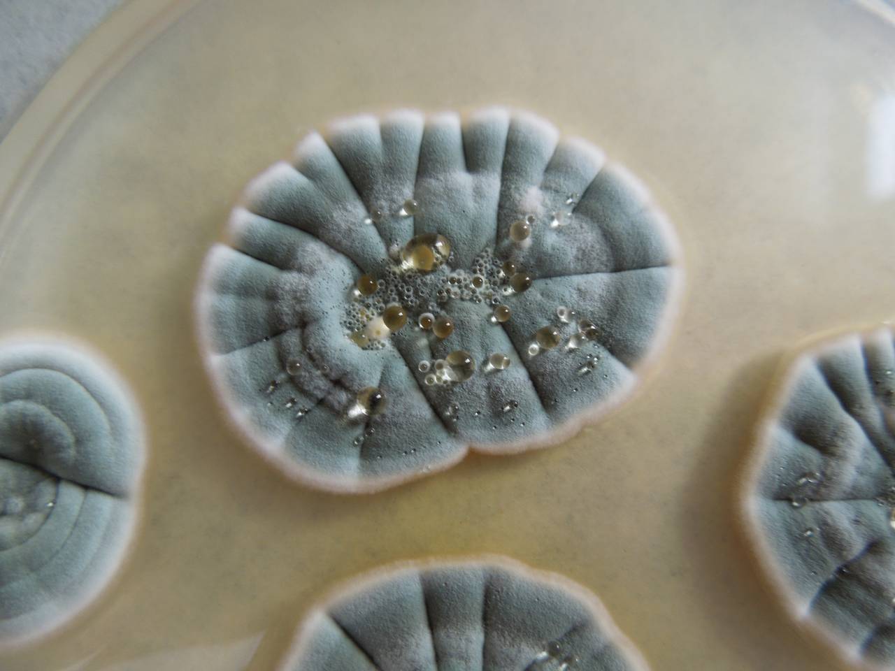 MSU_FS-03290_01, Район Манг Занг (Mang Yang districts), Gia Lai province (Vietnam)