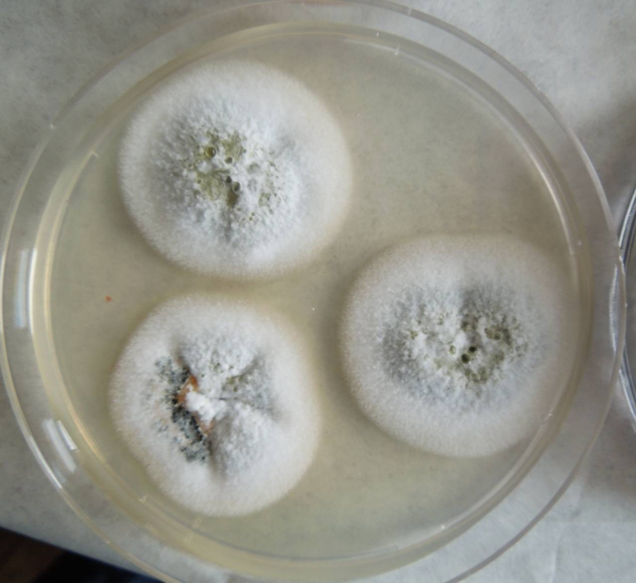 MSU_FS-03292_01, Район Манг Занг (Mang Yang districts), Gia Lai province (Vietnam)