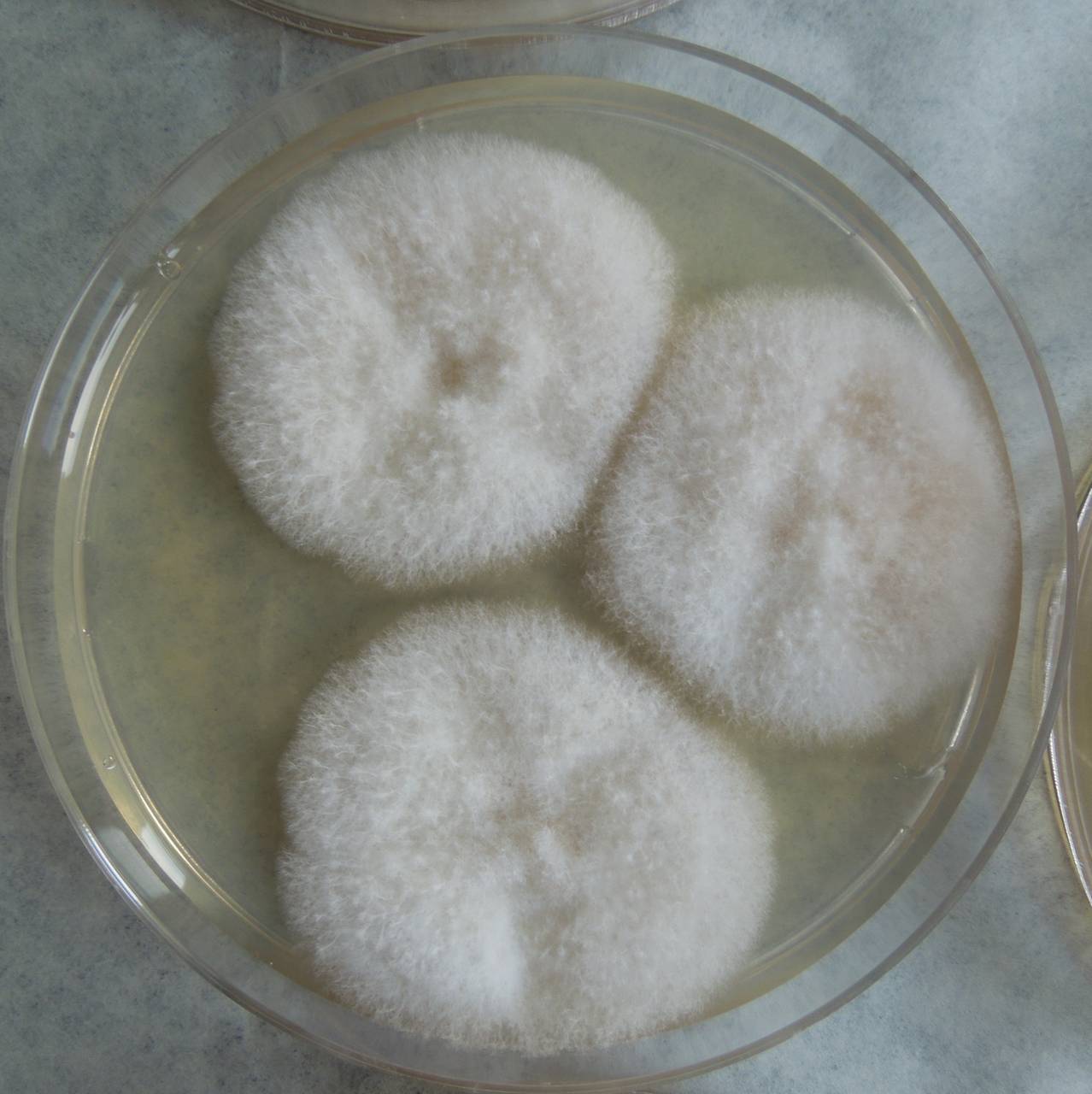 MSU_FS-03293_01, Район Манг Занг (Mang Yang districts), Gia Lai province (Vietnam)