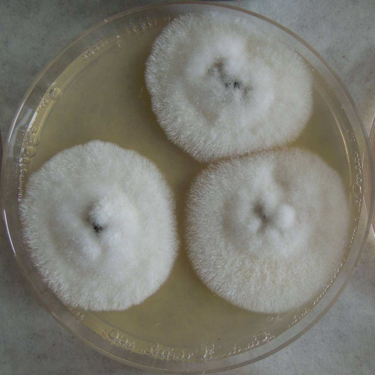 MSU_FS-03294_01, Район Манг Занг (Mang Yang districts), Gia Lai province (Vietnam)