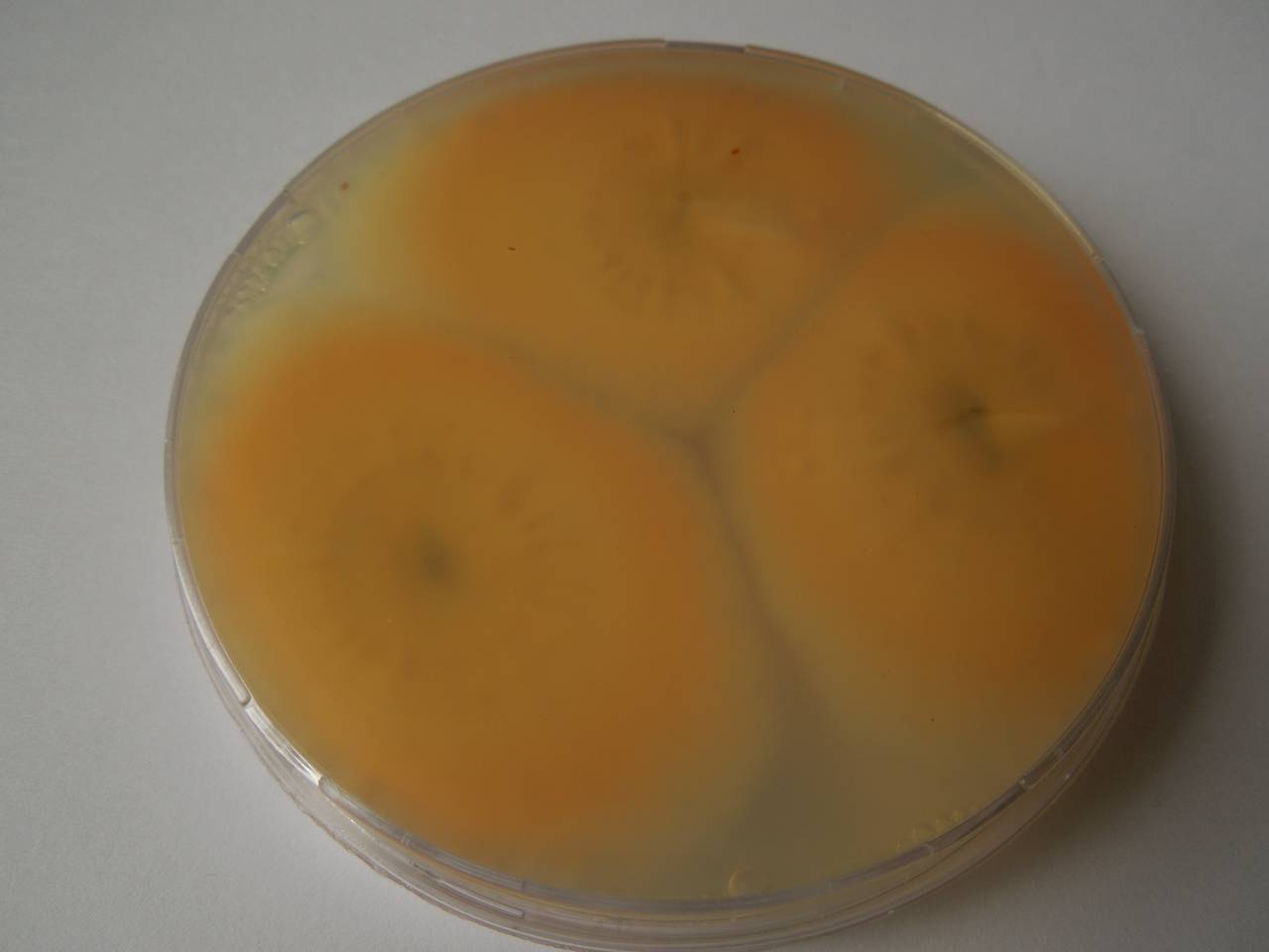 MSU_FS-03294_01, Район Манг Занг (Mang Yang districts), Gia Lai province (Vietnam)