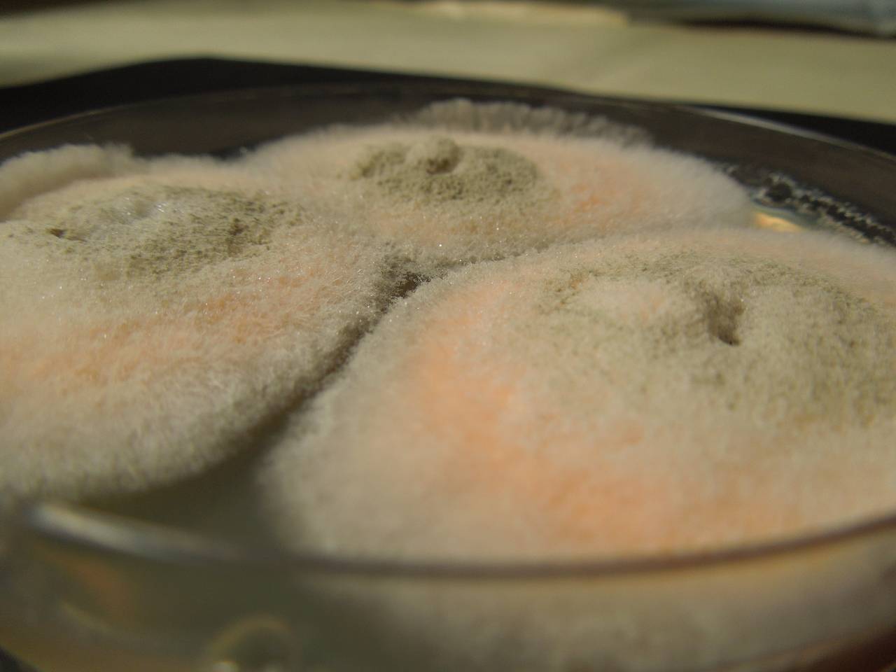 MSU_FS-03294_01, Район Манг Занг (Mang Yang districts), Gia Lai province (Vietnam)