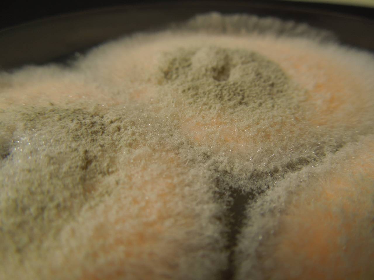 MSU_FS-03294_01, Район Манг Занг (Mang Yang districts), Gia Lai province (Vietnam)