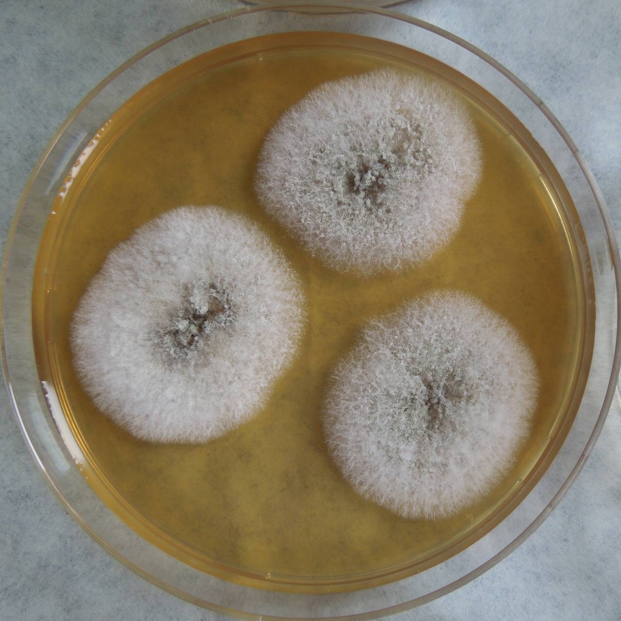 MSU_FS-03295_01, Район Манг Занг (Mang Yang districts), Gia Lai province (Vietnam)