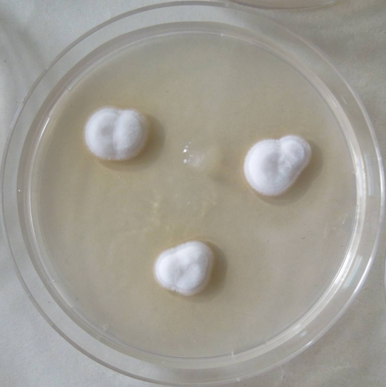 MSU_FS-03296_01, Район К Банг (K'Bang districts), Gia Lai province (Vietnam)