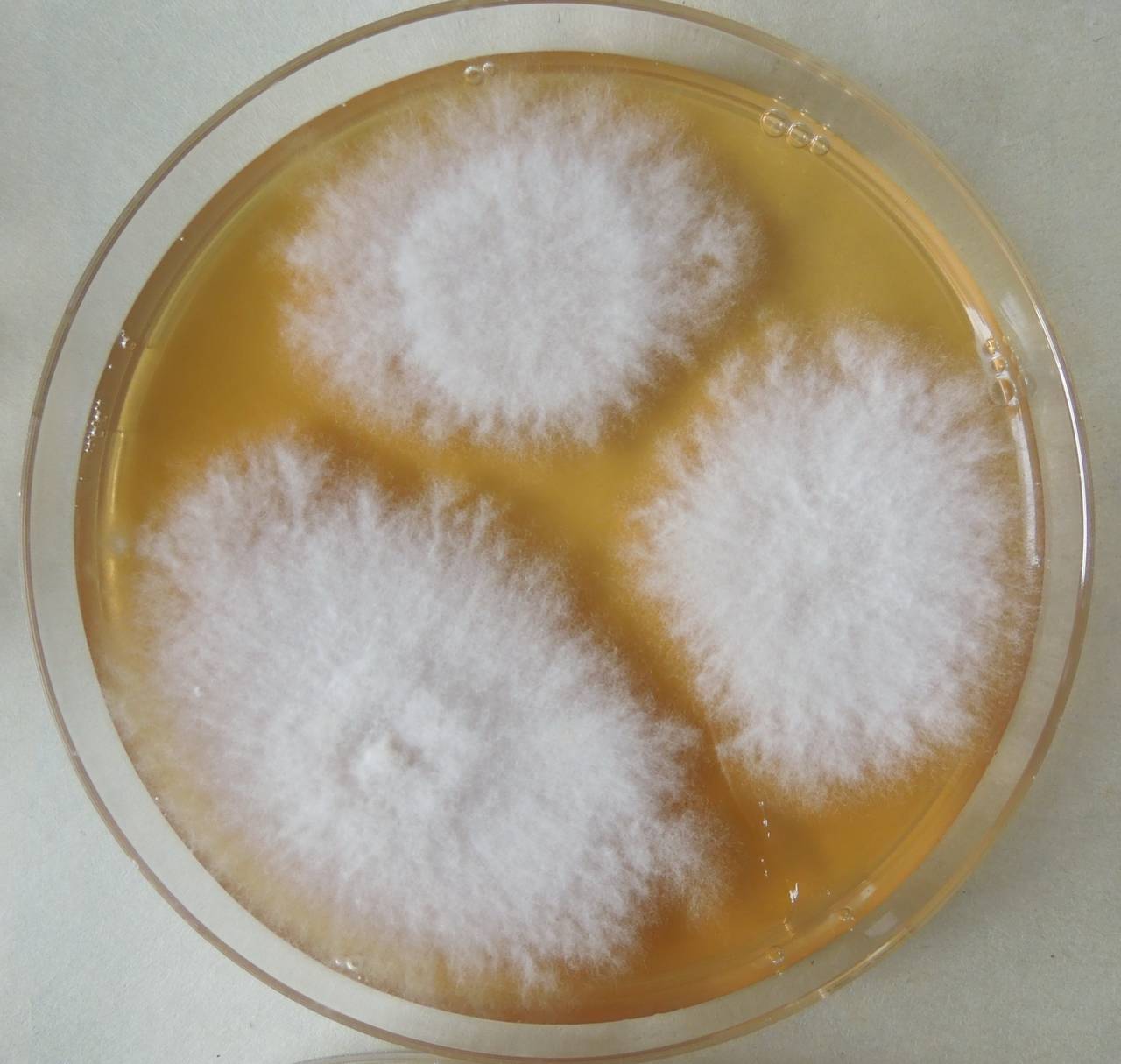 MSU_FS-03299_01, Район К Банг (K'Bang districts), Gia Lai province (Vietnam)