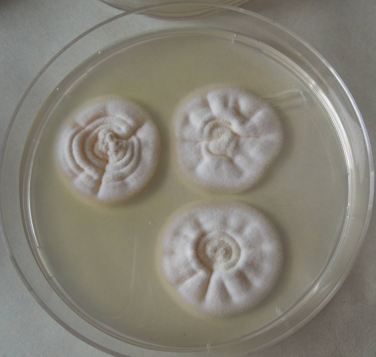 MSU_FS-03300_01, Район К Банг (K'Bang districts), Gia Lai province (Vietnam)