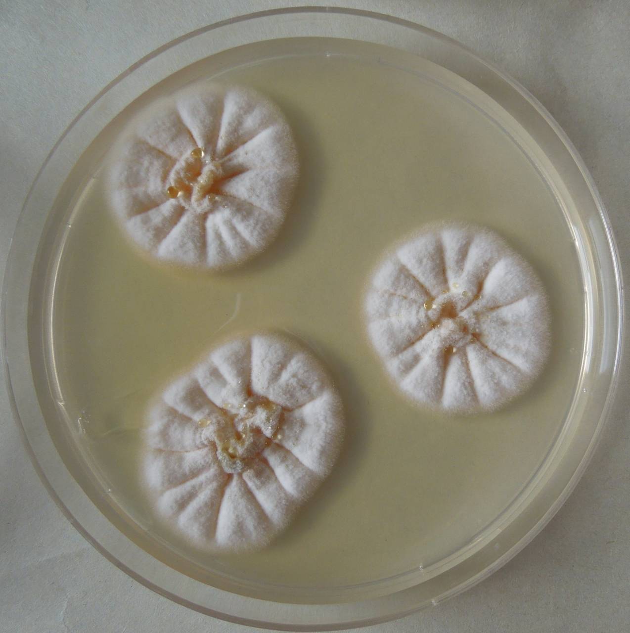 MSU_FS-03300_01, Район К Банг (K'Bang districts), Gia Lai province (Vietnam)