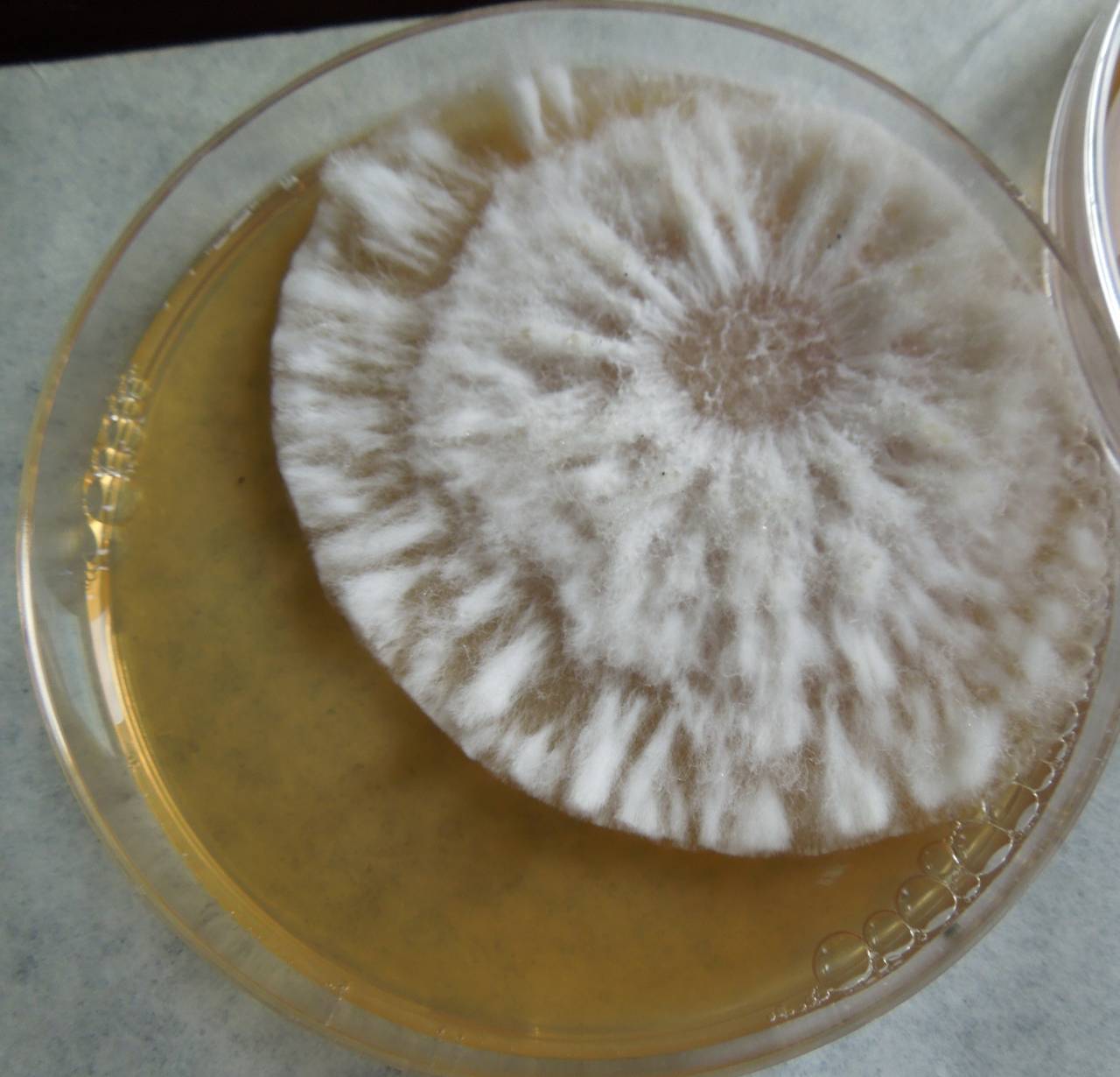 MSU_FS-03301_01, Район Манг Занг (Mang Yang districts), Gia Lai province (Vietnam)