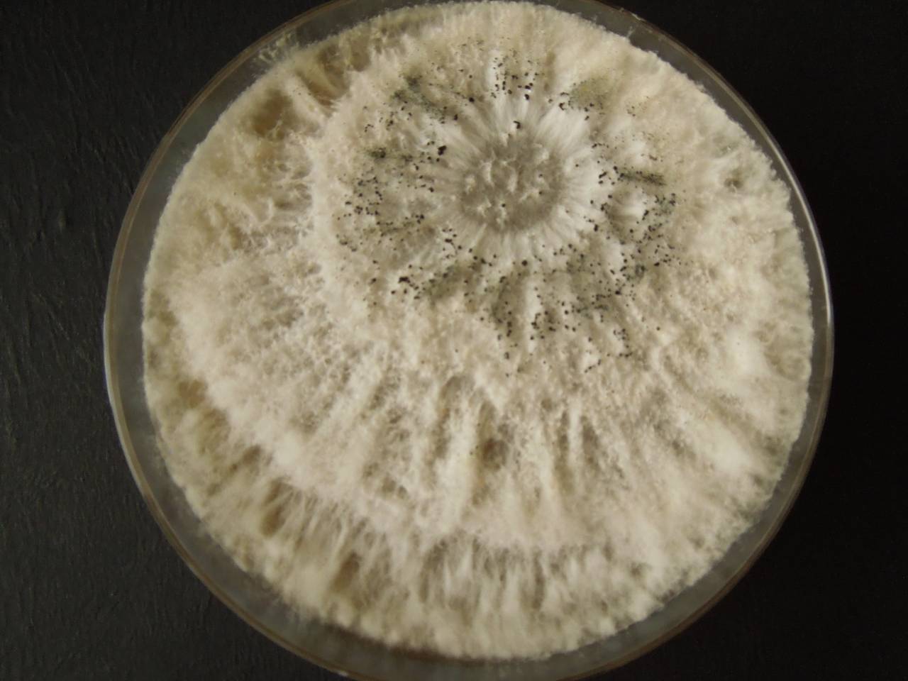 MSU_FS-03301_01, Район Манг Занг (Mang Yang districts), Gia Lai province (Vietnam)