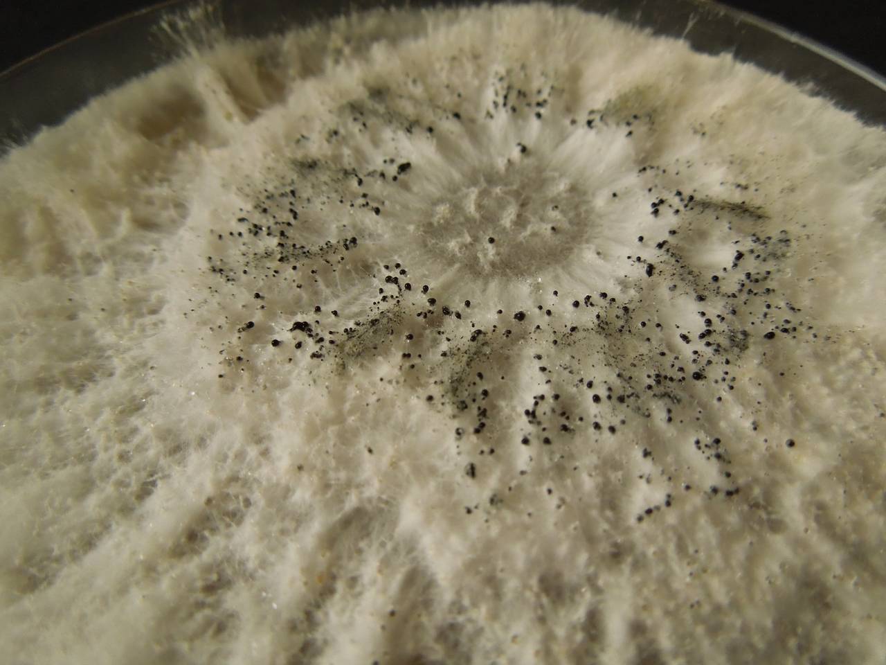 MSU_FS-03301_01, Район Манг Занг (Mang Yang districts), Gia Lai province (Vietnam)