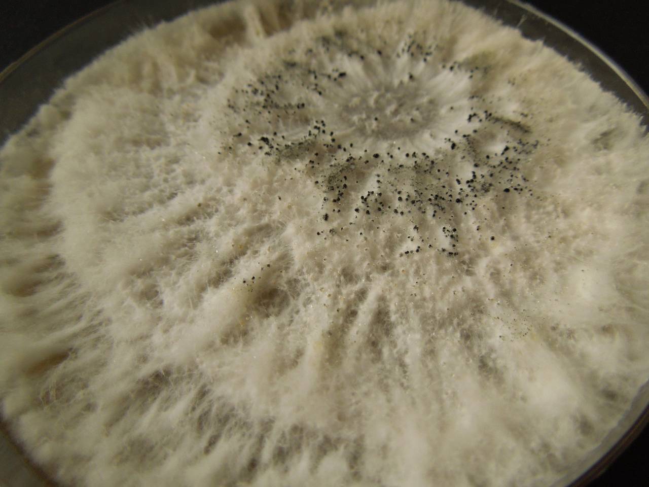 MSU_FS-03301_01, Район Манг Занг (Mang Yang districts), Gia Lai province (Vietnam)