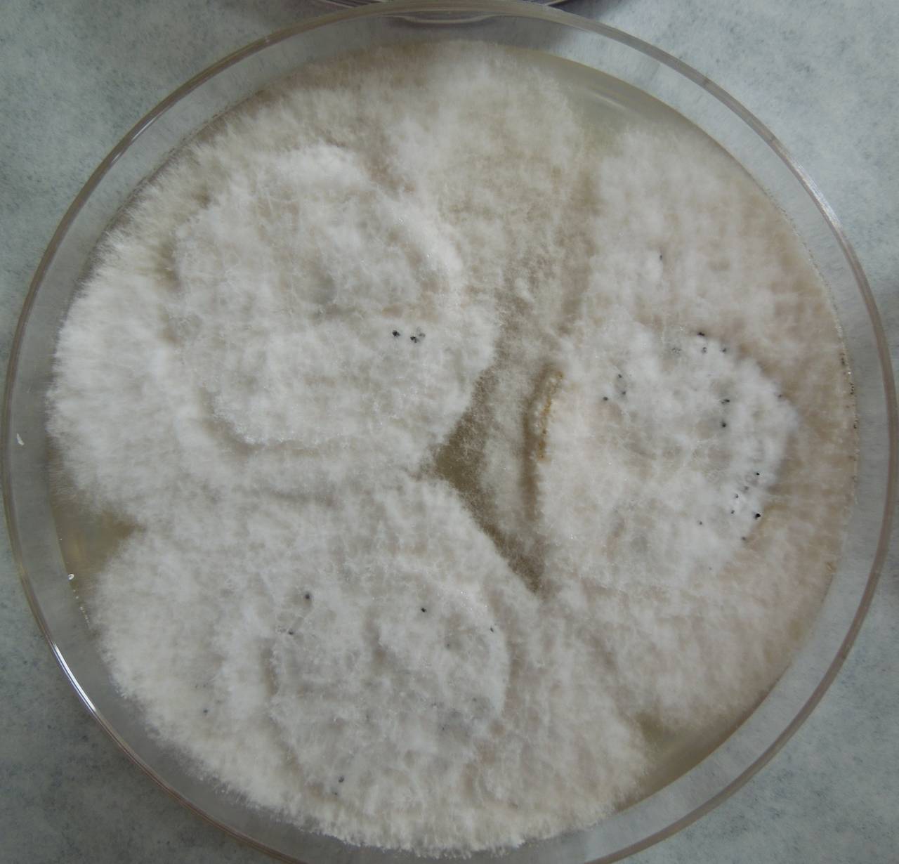 MSU_FS-03302_01, Район Манг Занг (Mang Yang districts), Gia Lai province (Vietnam)