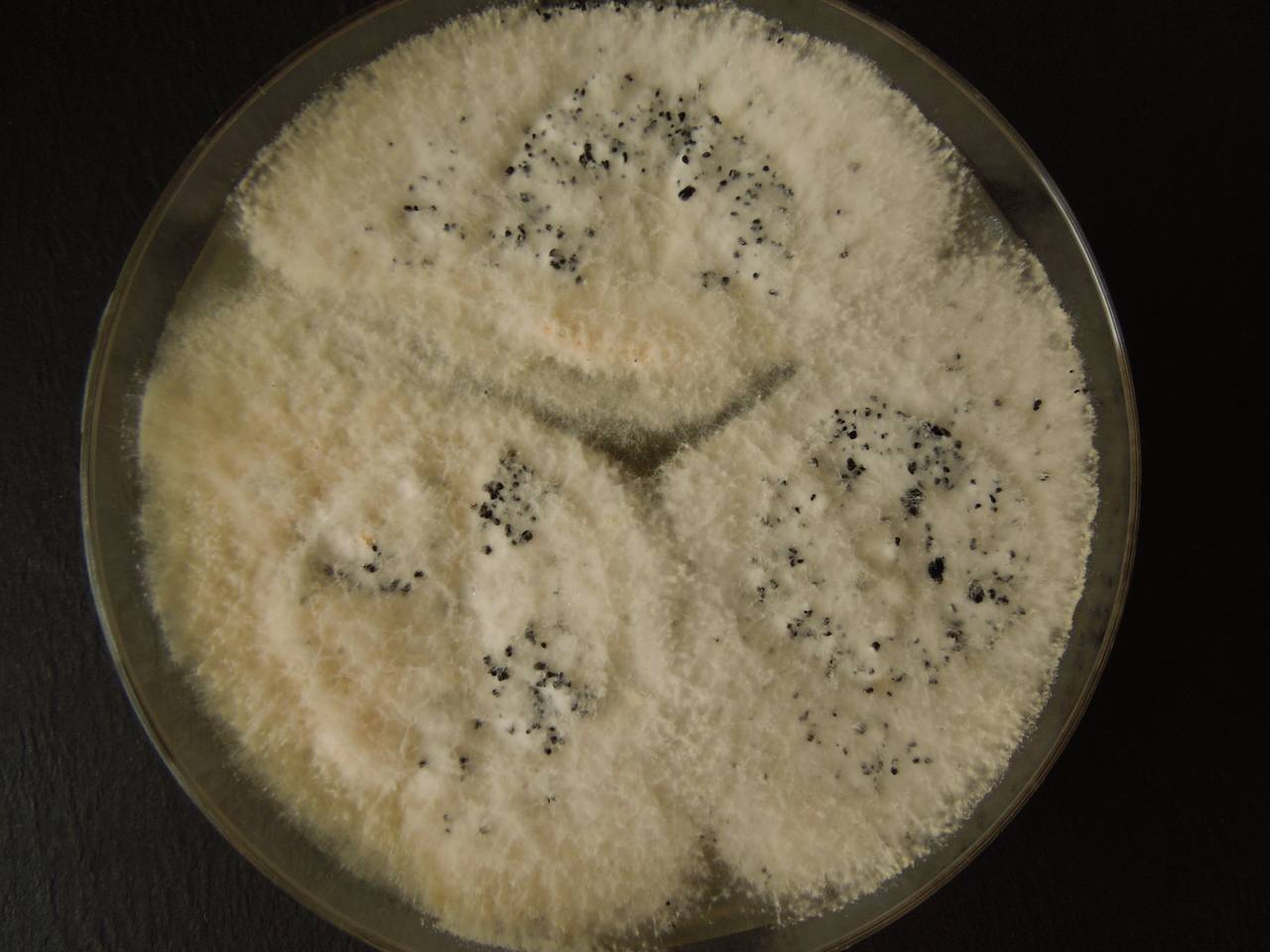 MSU_FS-03302_01, Район Манг Занг (Mang Yang districts), Gia Lai province (Vietnam)