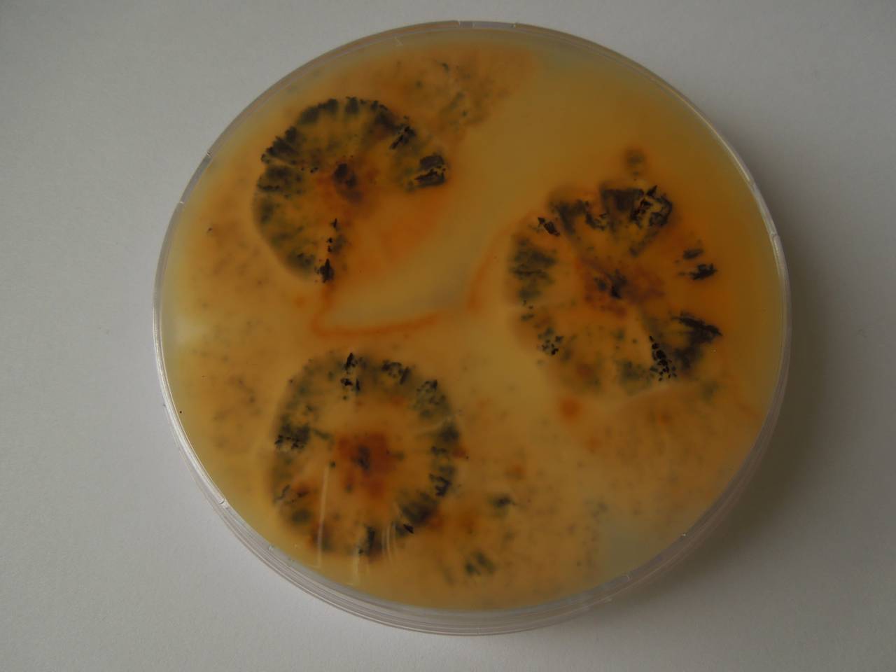 MSU_FS-03302_01, Район Манг Занг (Mang Yang districts), Gia Lai province (Vietnam)