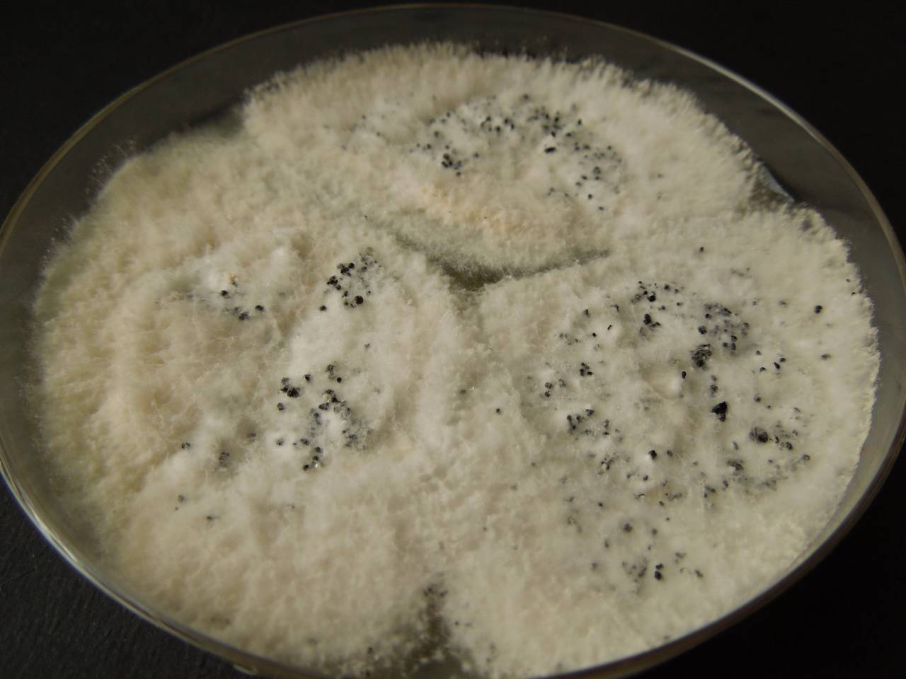 MSU_FS-03302_01, Район Манг Занг (Mang Yang districts), Gia Lai province (Vietnam)