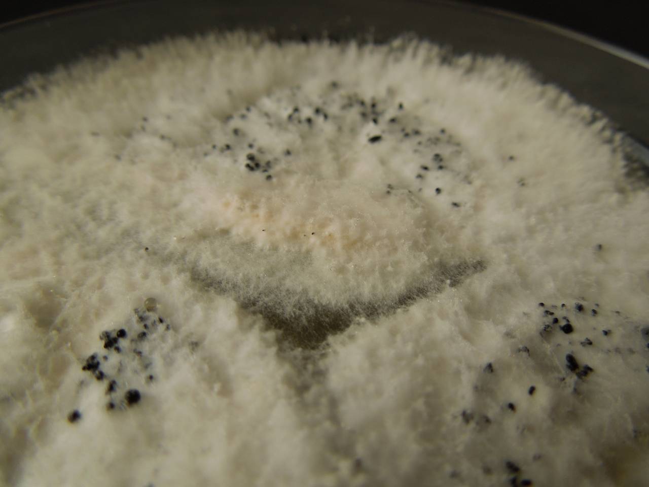 MSU_FS-03302_01, Район Манг Занг (Mang Yang districts), Gia Lai province (Vietnam)