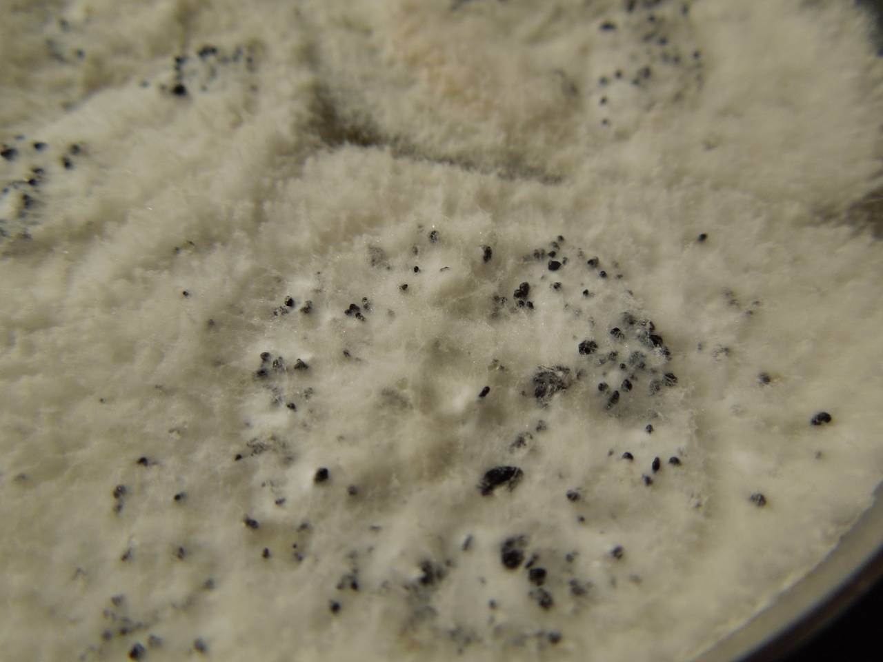 MSU_FS-03302_01, Район Манг Занг (Mang Yang districts), Gia Lai province (Vietnam)