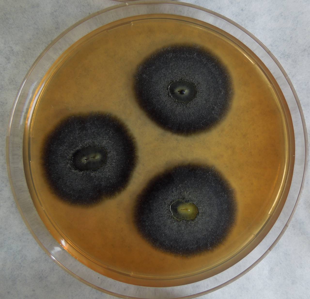 MSU_FS-03307_01, Район Манг Занг (Mang Yang districts), Gia Lai province (Vietnam)