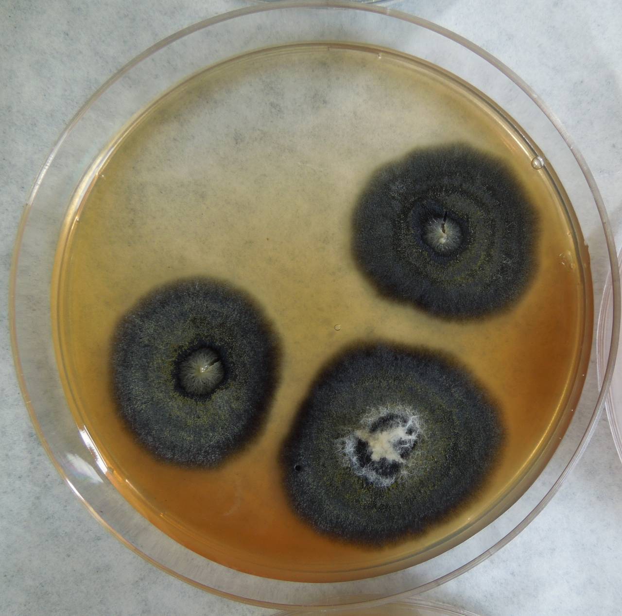 MSU_FS-03309_01, Район Манг Занг (Mang Yang districts), Gia Lai province (Vietnam)