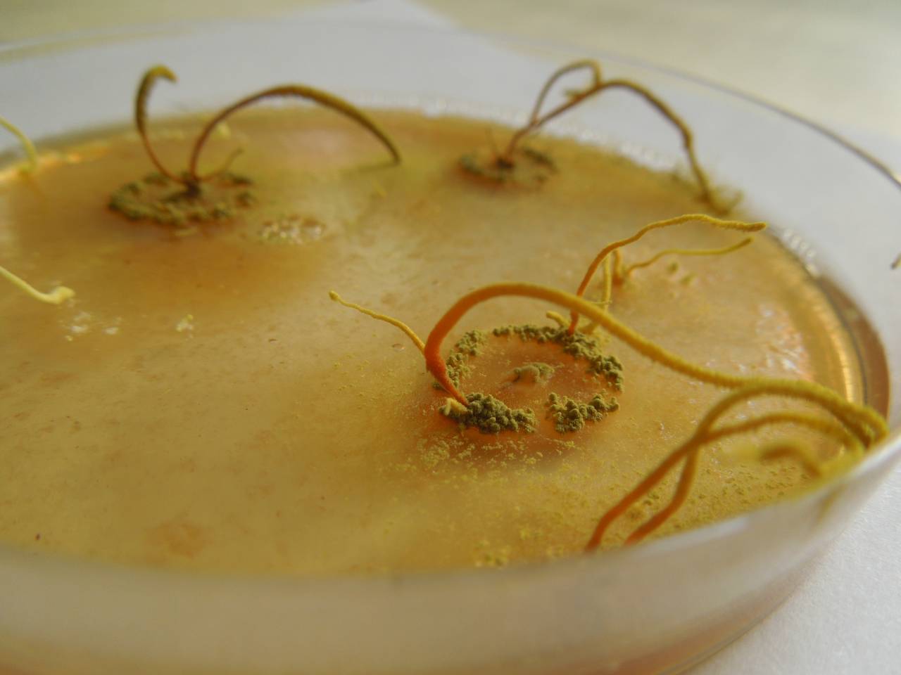 MSU_FS-03312_01, Район К Банг (K'Bang districts), Gia Lai province (Vietnam)