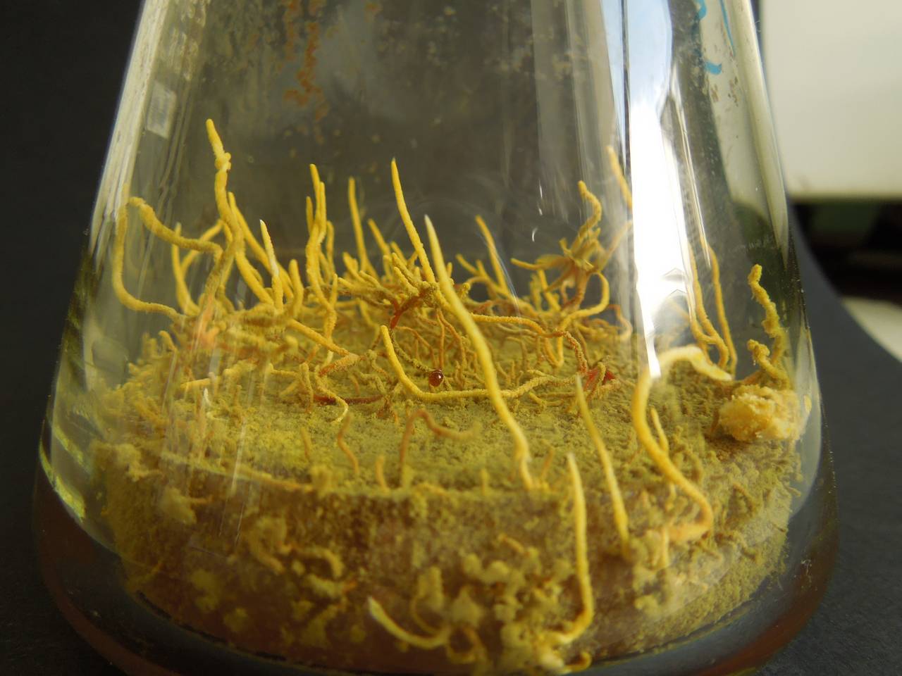 MSU_FS-03312_01, Район К Банг (K'Bang districts), Gia Lai province (Vietnam)