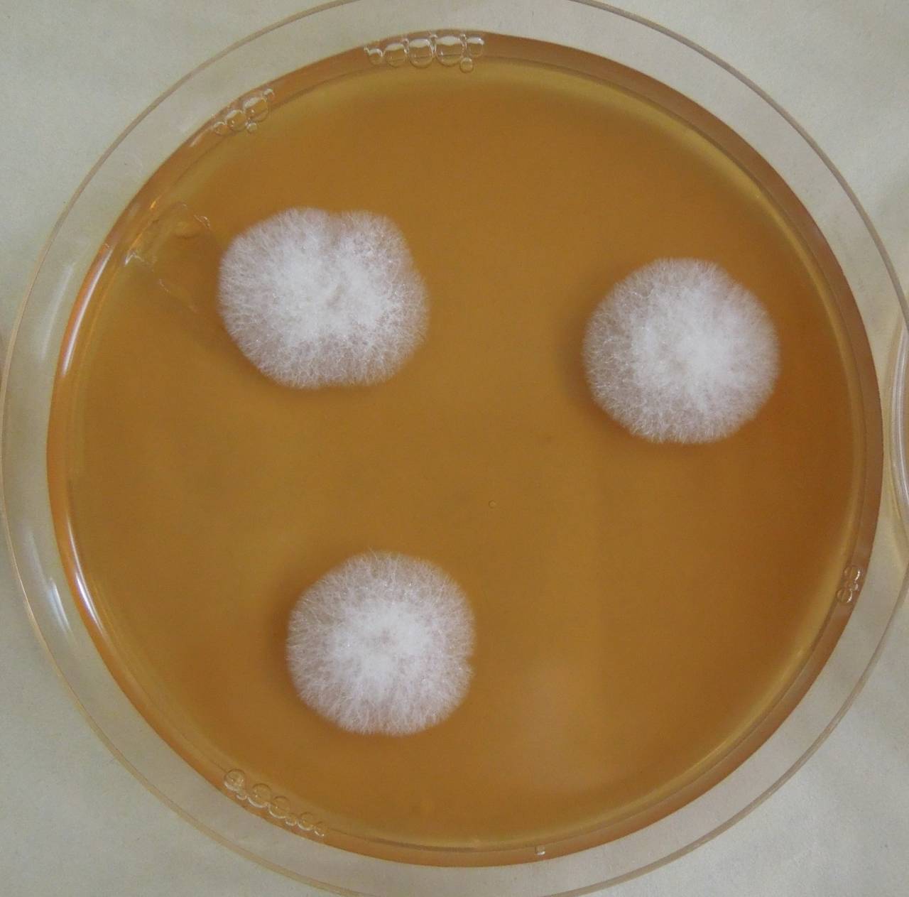 MSU_FS-03315_01, Район Манг Занг (Mang Yang districts), Gia Lai province (Vietnam)