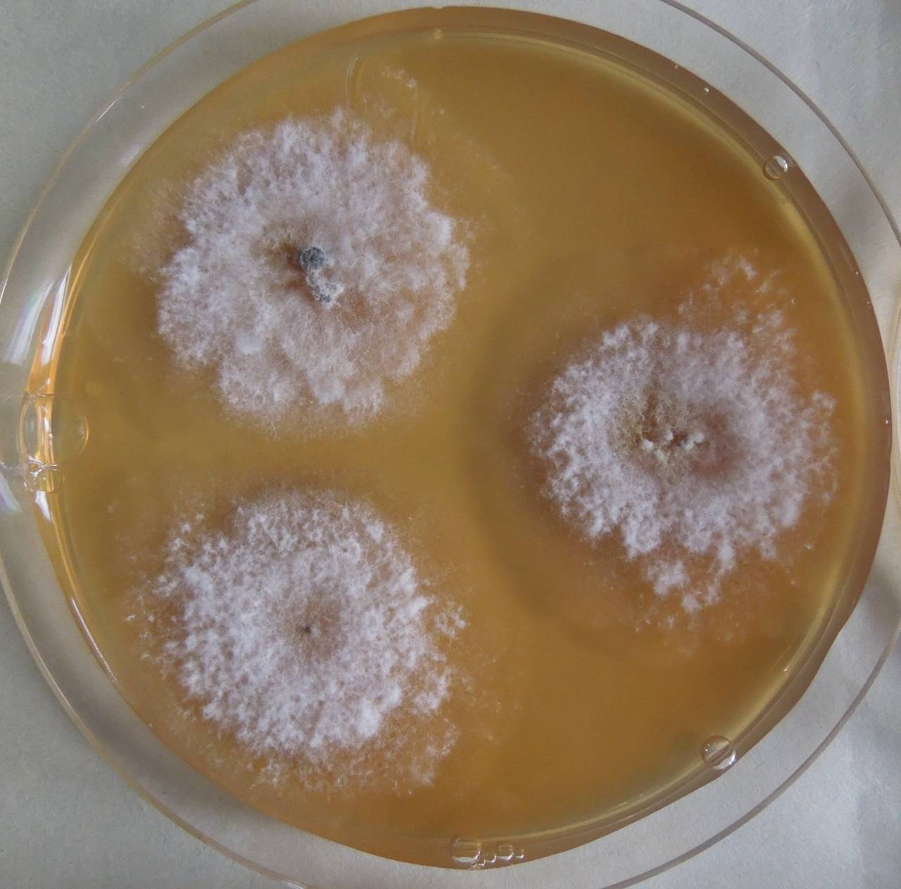 MSU_FS-03316_01, Район К Банг (K'Bang districts), Gia Lai province (Vietnam)