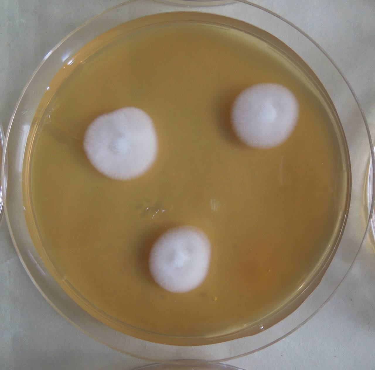 MSU_FS-03324_01, Район Манг Занг (Mang Yang districts), Gia Lai province (Vietnam)