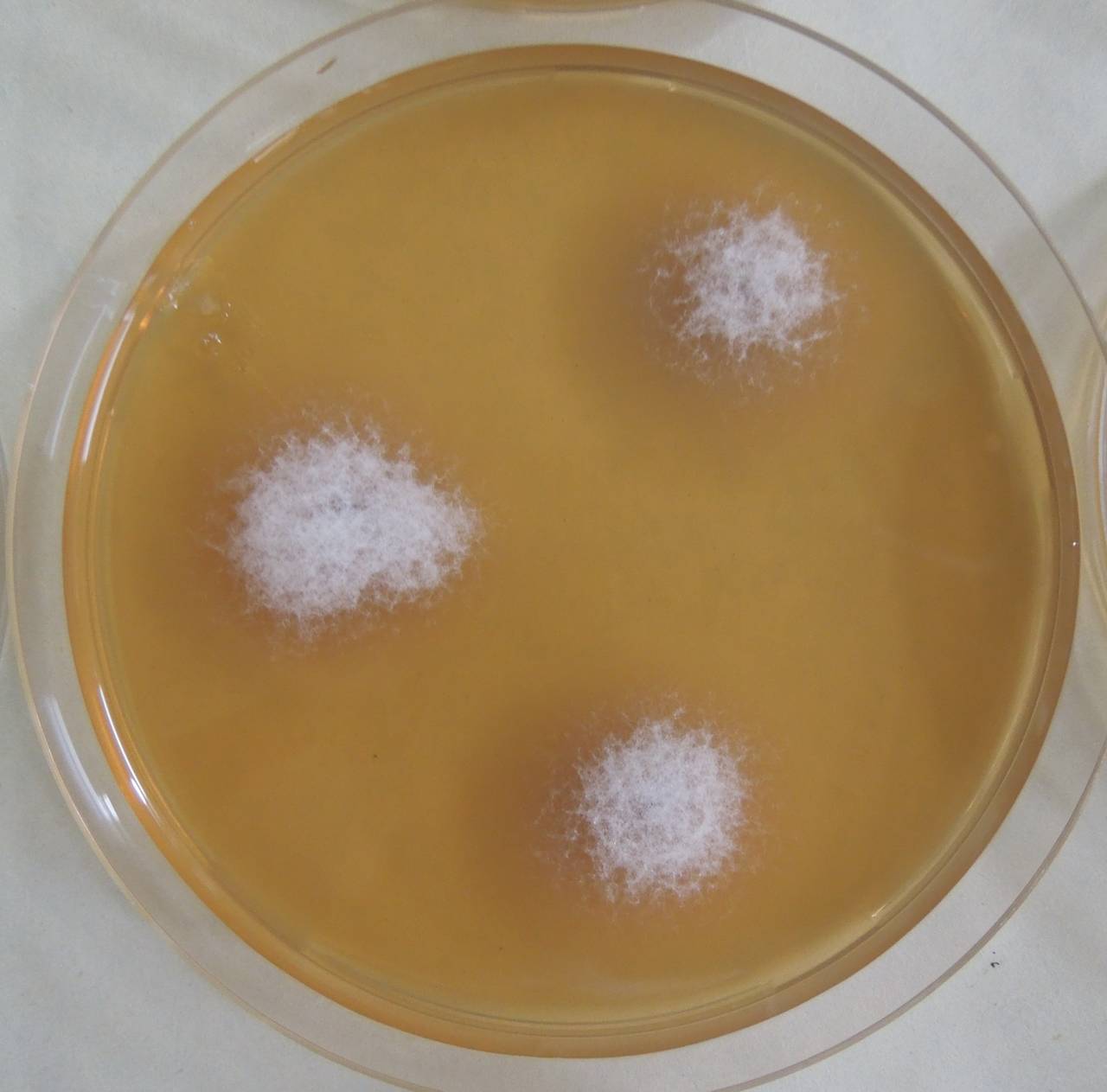 MSU_FS-03333_01, Район К Банг (K'Bang districts), Gia Lai province (Vietnam)