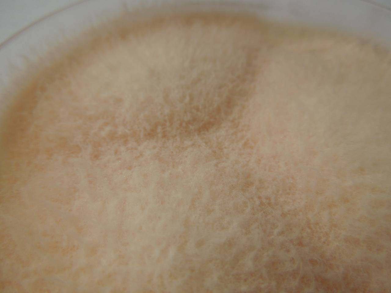 MSU_FS-03335_01, Район Манг Занг (Mang Yang districts), Gia Lai province (Vietnam)