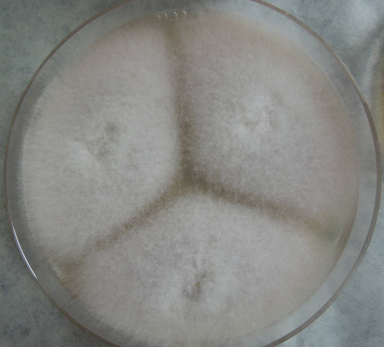 MSU_FS-03336_01, Район Манг Занг (Mang Yang districts), Gia Lai province (Vietnam)