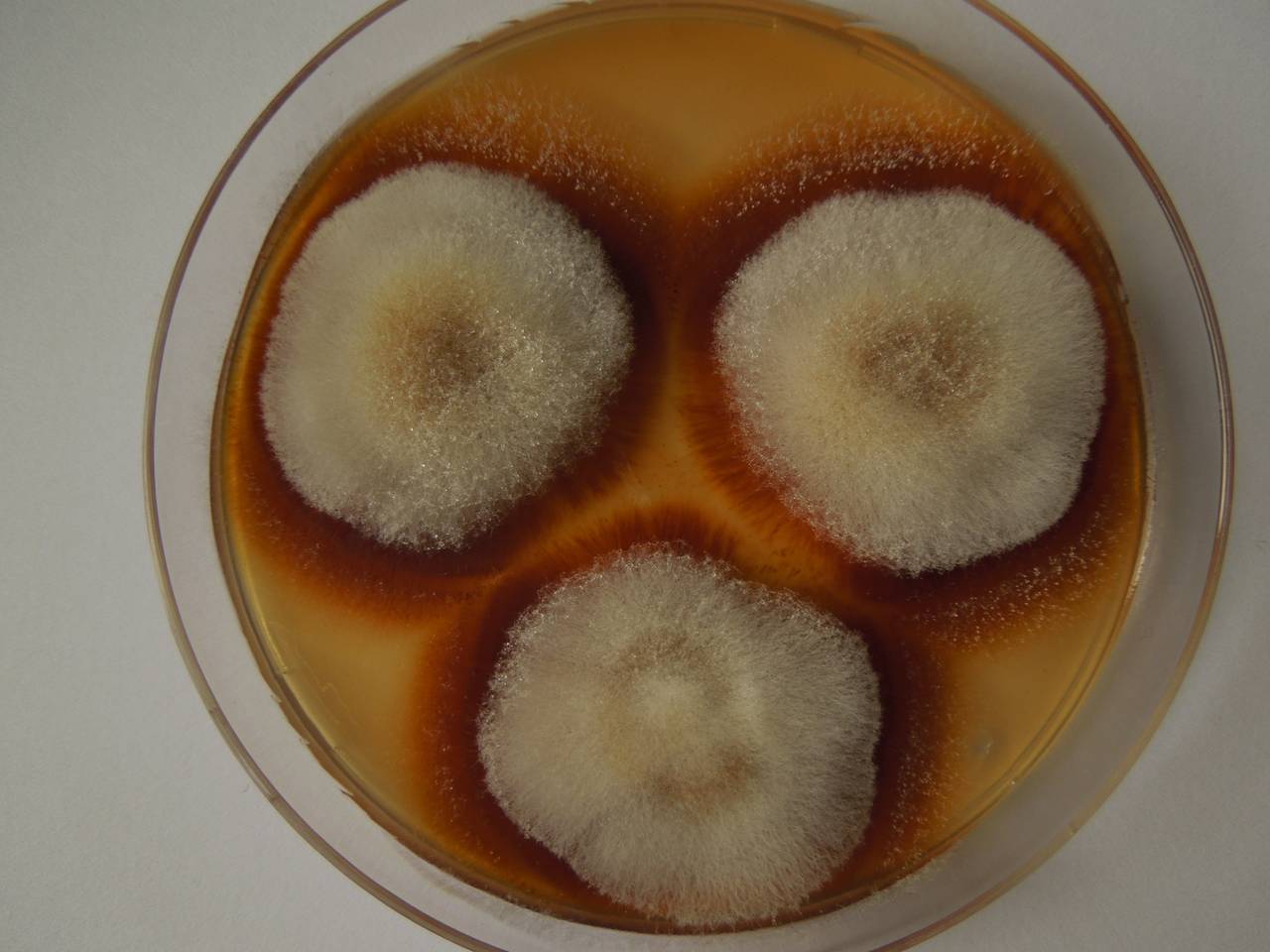 MSU_FS-03341_01, Район К Банг (K'Bang districts), Gia Lai province (Vietnam)