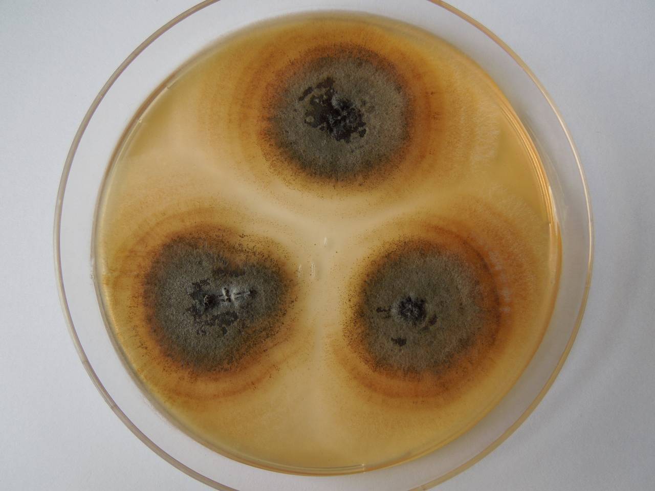 MSU_FS-03346_01, Район К Банг (K'Bang districts), Gia Lai province (Vietnam)