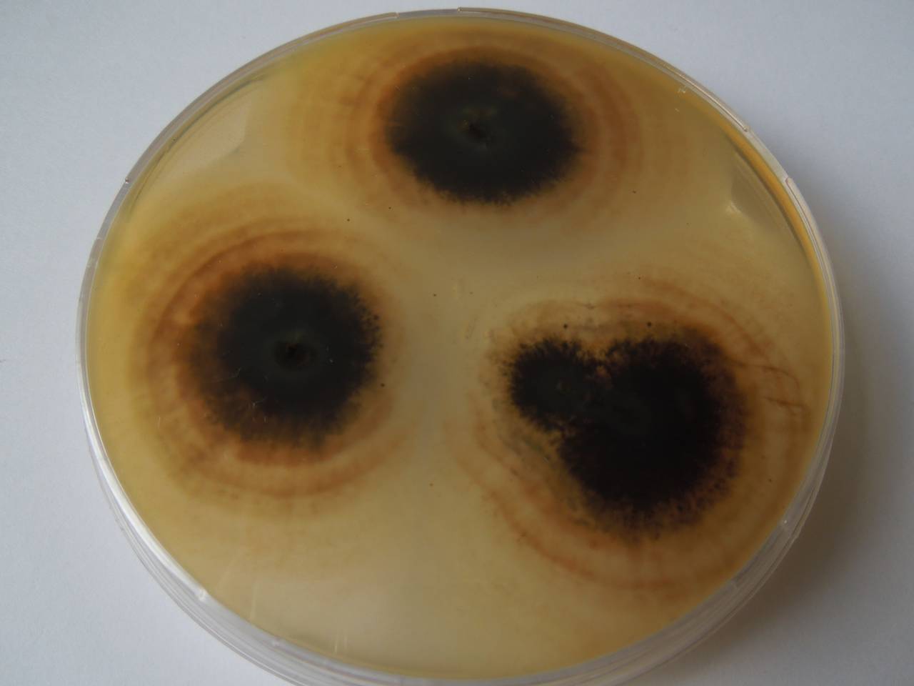 MSU_FS-03346_01, Район К Банг (K'Bang districts), Gia Lai province (Vietnam)