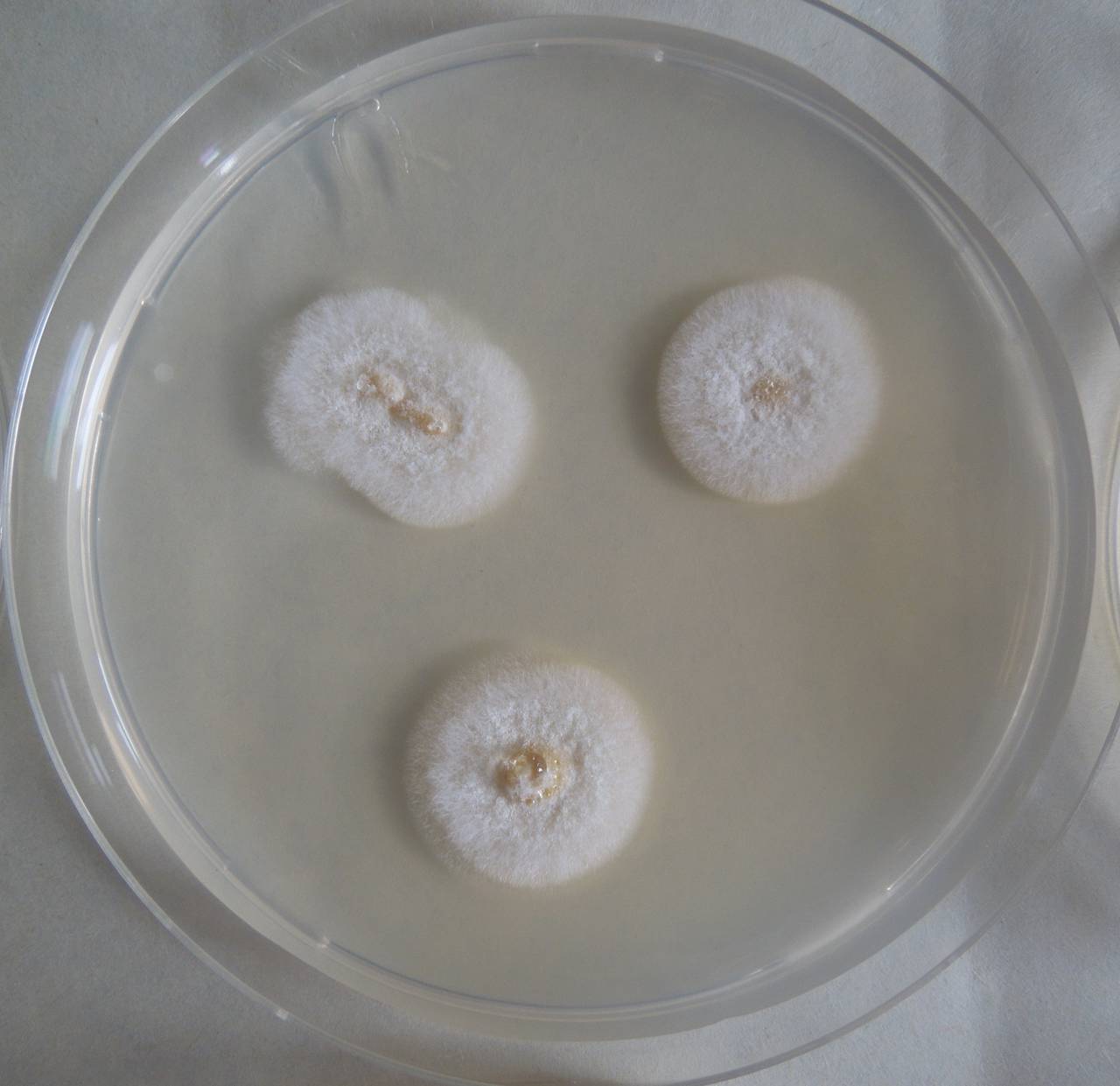 MSU_FS-03349_01, Район К Банг (K'Bang districts), Gia Lai province (Vietnam)