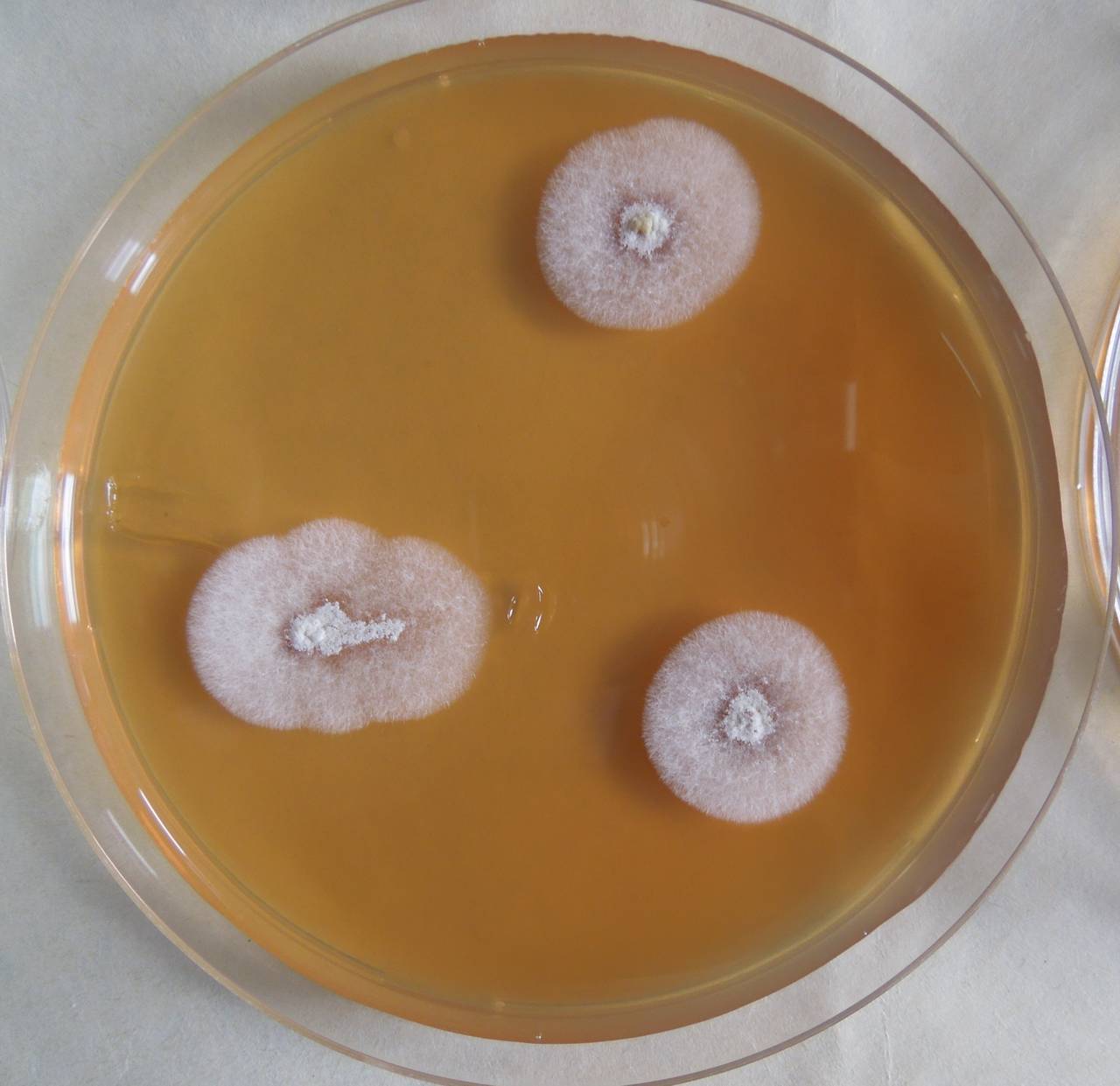 MSU_FS-03351_01, Район К Банг (K'Bang districts), Gia Lai province (Vietnam)