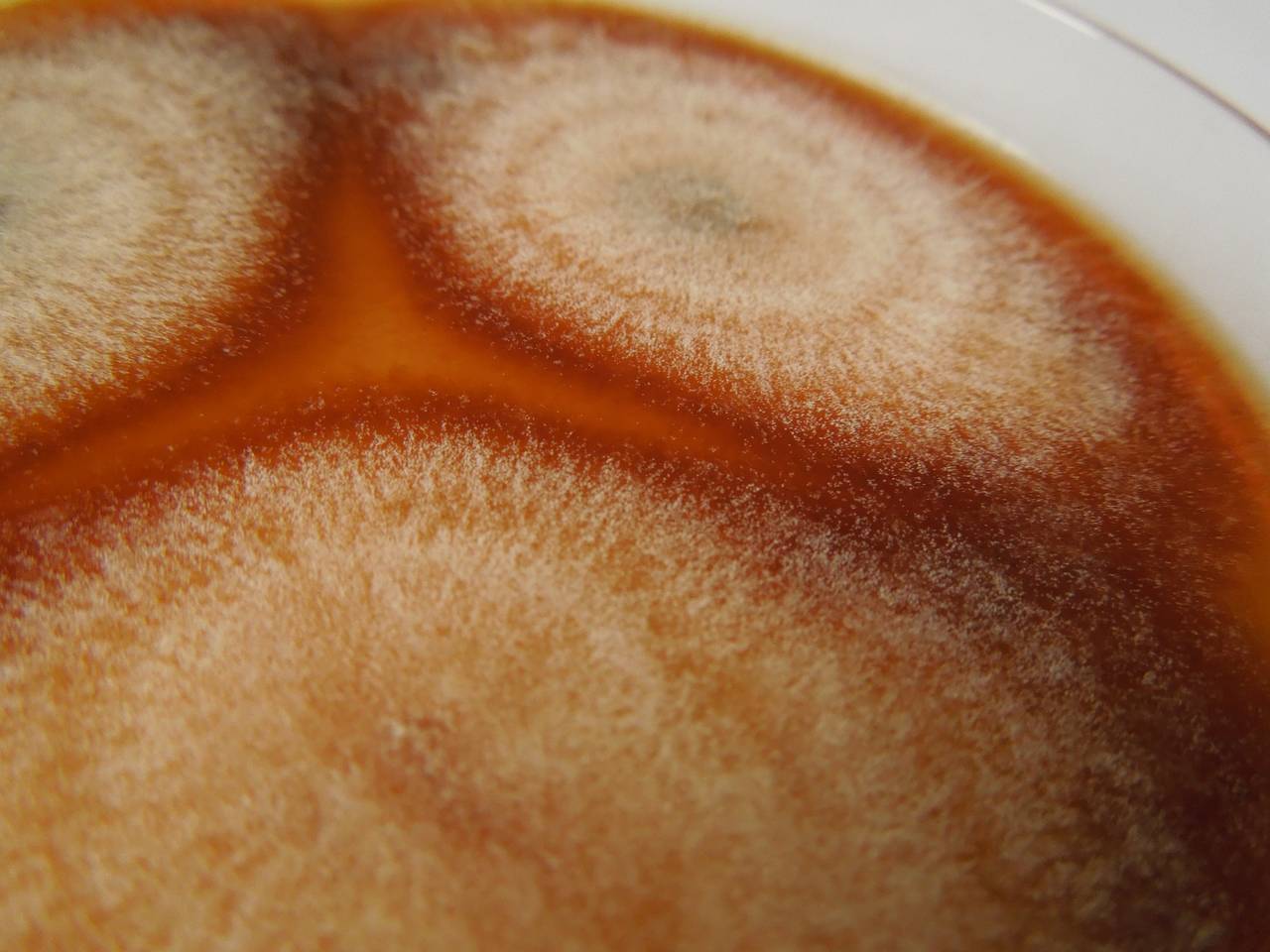 MSU_FS-03352_01, Район К Банг (K'Bang districts), Gia Lai province (Vietnam)