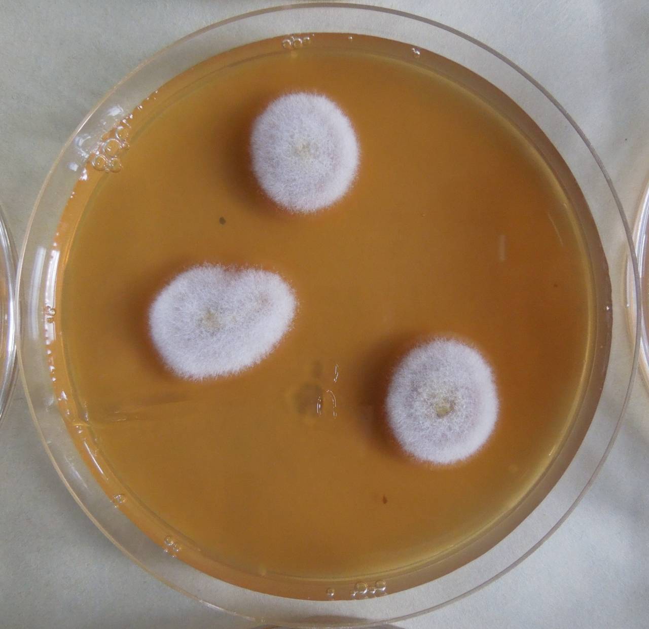 MSU_FS-03353_01, Район К Банг (K'Bang districts), Gia Lai province (Vietnam)