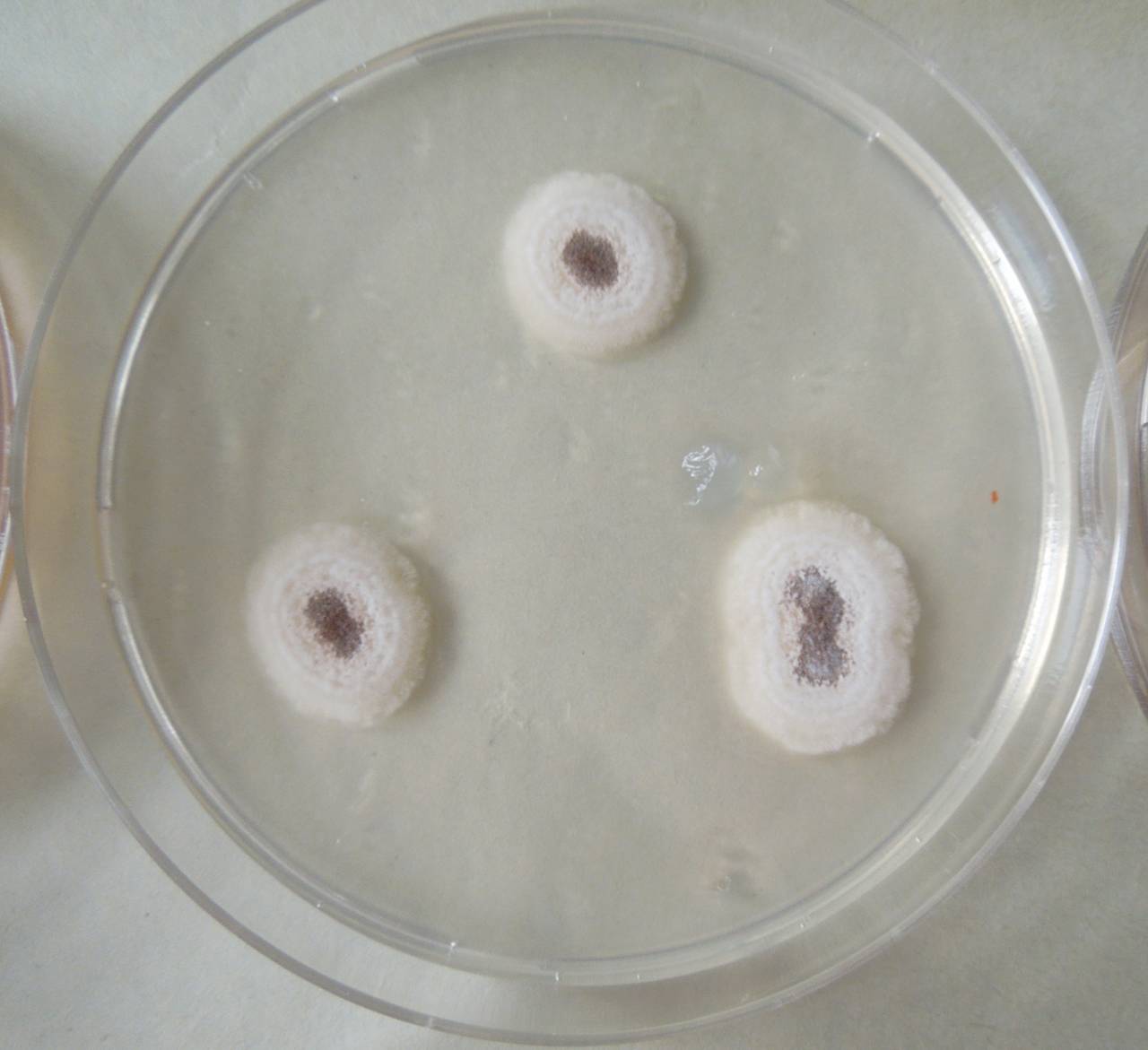 MSU_FS-03357_01, Район К Банг (K'Bang districts), Gia Lai province (Vietnam)