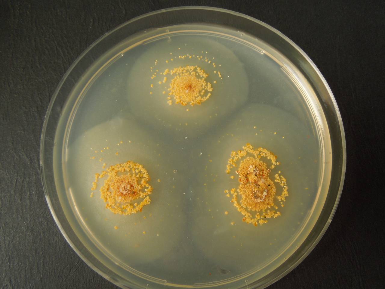 MSU_FS-03357_01, Район К Банг (K'Bang districts), Gia Lai province (Vietnam)